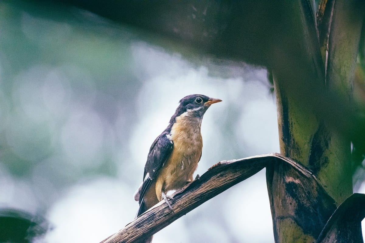 pied cuckoo, clamator jacobinus, wild birds of india, wildlife of india, nature, wildlife, bird, animal, monsoon, green, rain, wings, plants