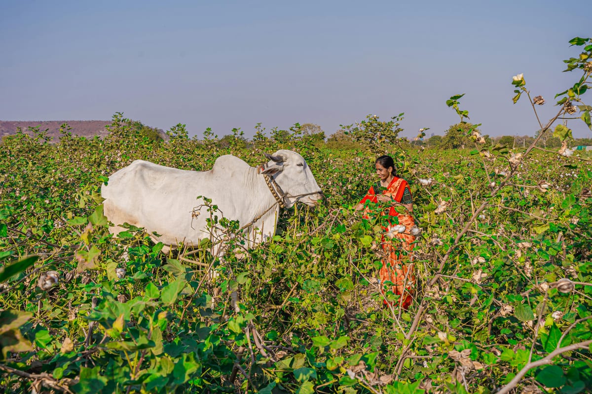 An Indian woman in traditional attire with a white cow amidst a vibrant cotton field.