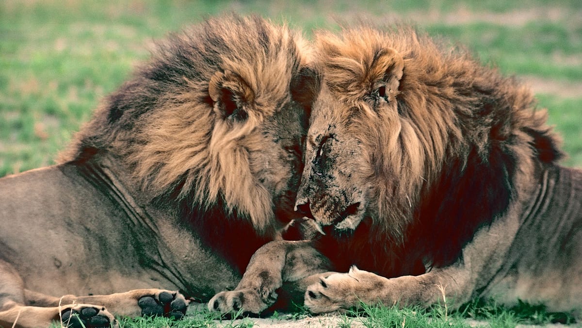 Elliot Page Narrates Wild Animal Sex Documentary That'll Blow Your Mind