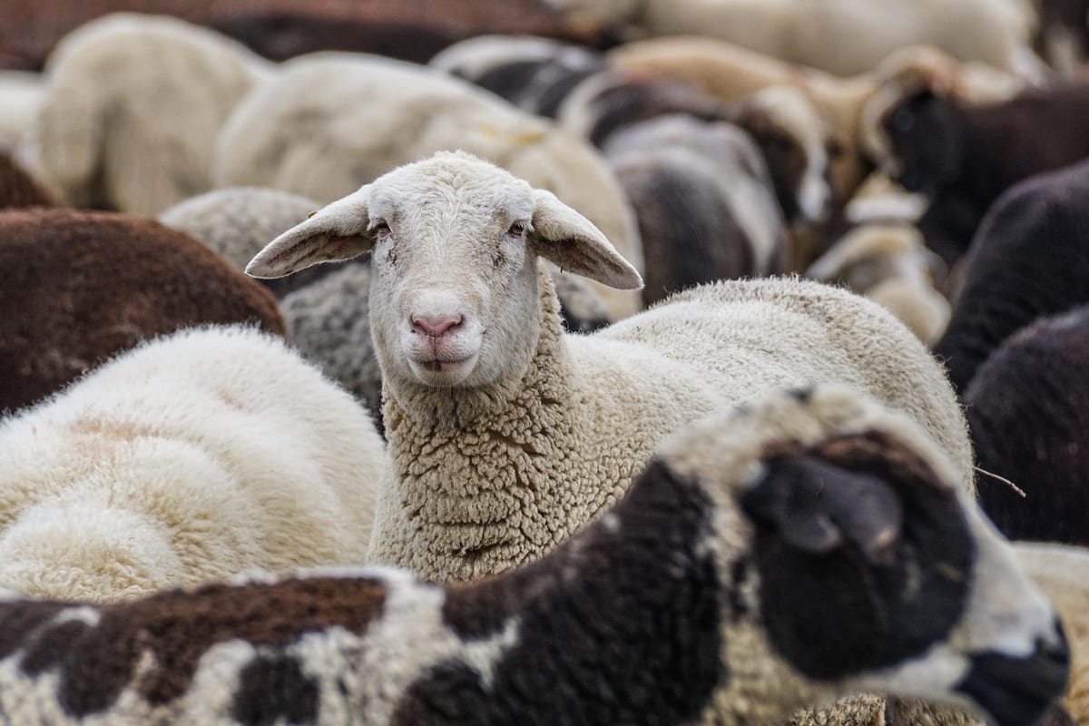 sheep, animals, flock, flock of sheep, mammals, livestock, group, nature, wool, rural, portrait
