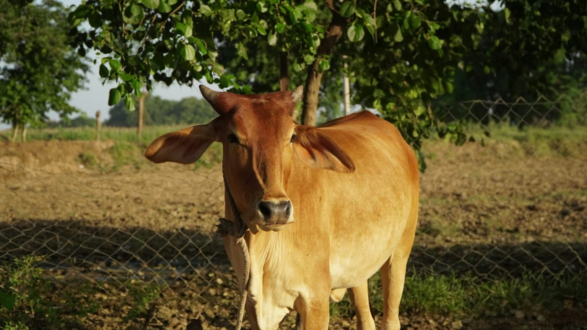 From IIT Delhi to the Village Cattle Market: Animall's Rs 565 Crore Bet on Bharat