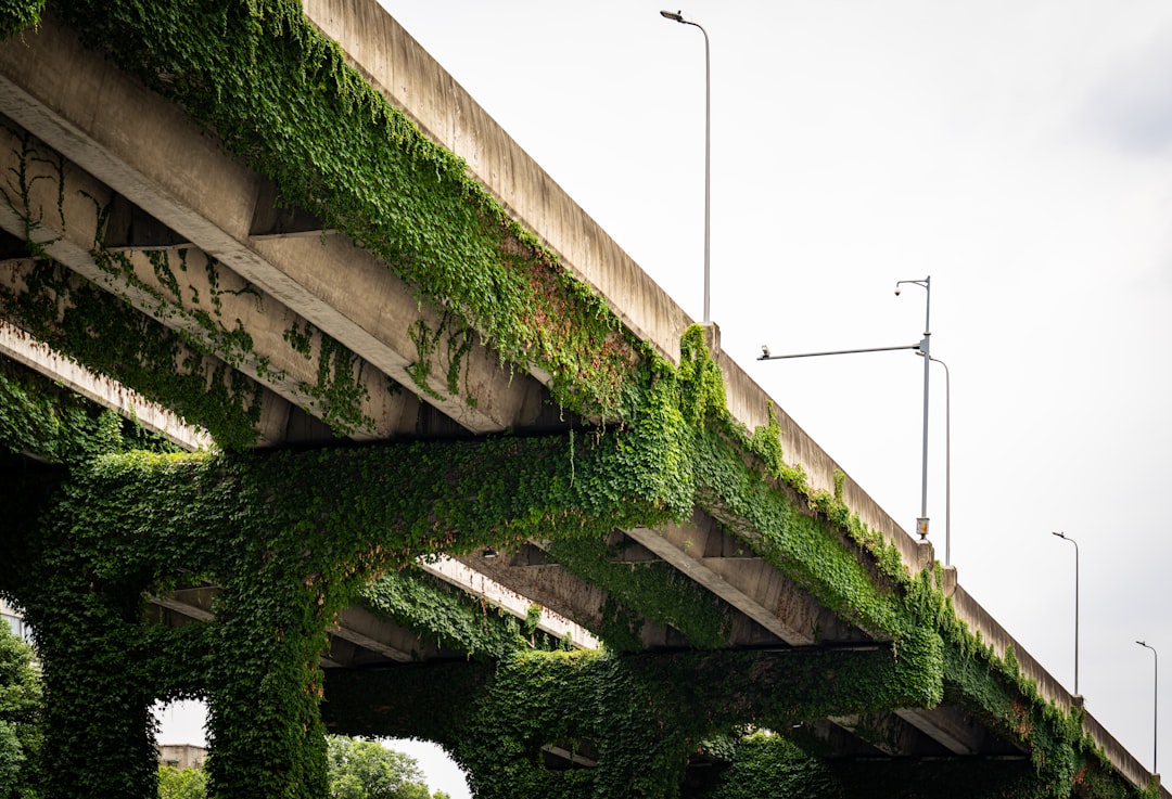 Concrete overpass covered in lush green ivy plants