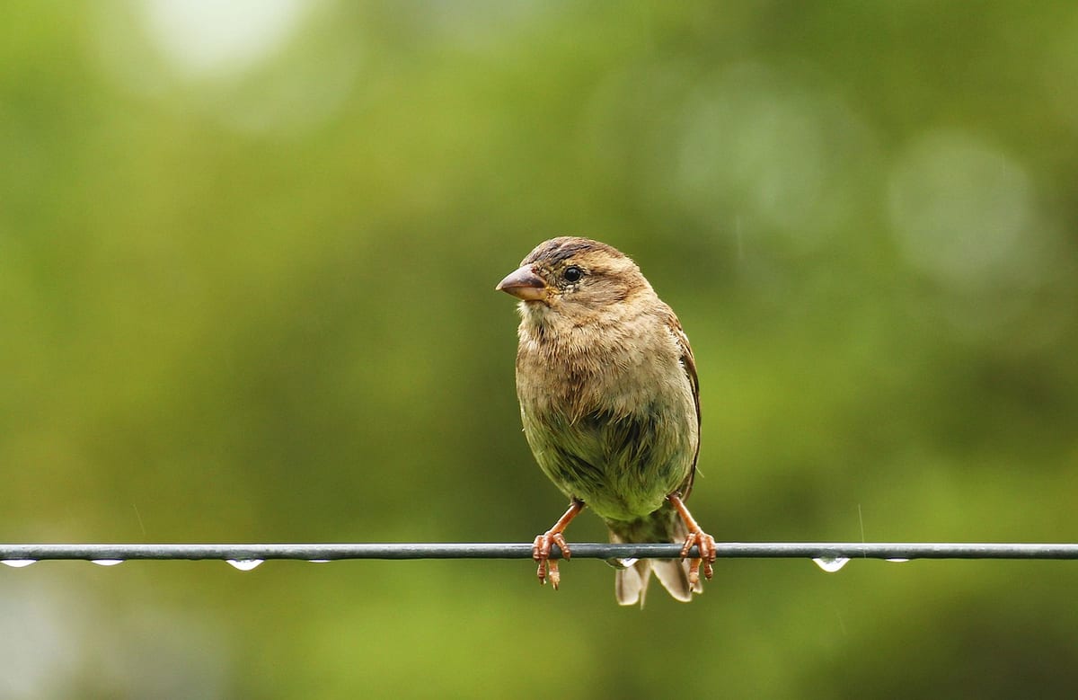 sparrow, bird, fair is fair, beak, animal, nature, birds, vulnerability, pup, gardens, sparrow, sparrow, sparrow, vulnerability, vulnerability, vulnerability, vulnerability, vulnerability