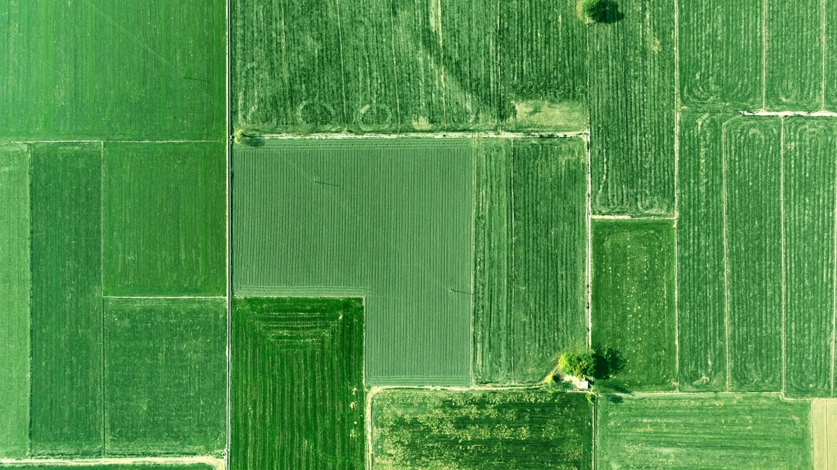 Aerial shot of vibrant green agricultural fields in rural Punjab during the day.