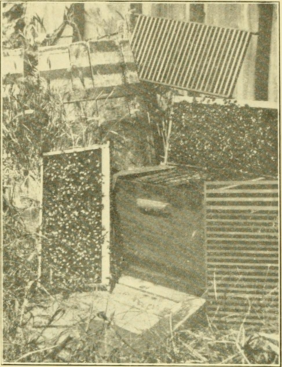 Identifier: gleaningsinbeecu40medi (find matches)
Title: Gleanings in bee culture
Year: 1874 (1870s)
Authors:
Subjects: Bees Bee culture
Publisher: (Medina, Ohio, A. I. Root Co.)
Contributing Libra