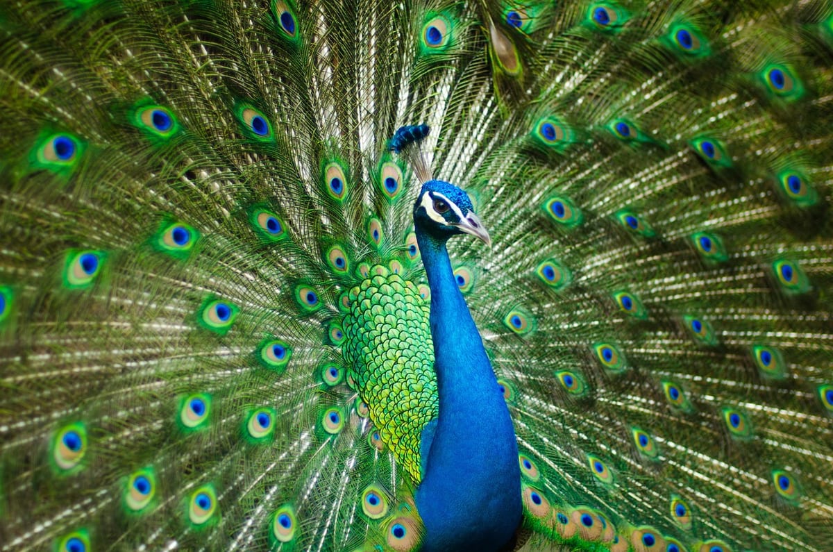 peafowl, peacock, bird, feathers, pattern, design, peacock feathers, nature, plumage, exotic bird, ave, avian, ornithology, animal world, india