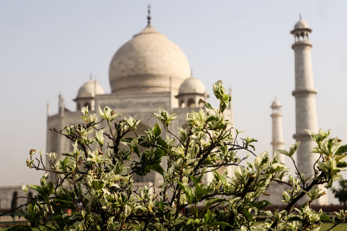 Taj Mahal in Agra, India, viewed through vibrant green blossoms, symbolizing beauty and serenity.