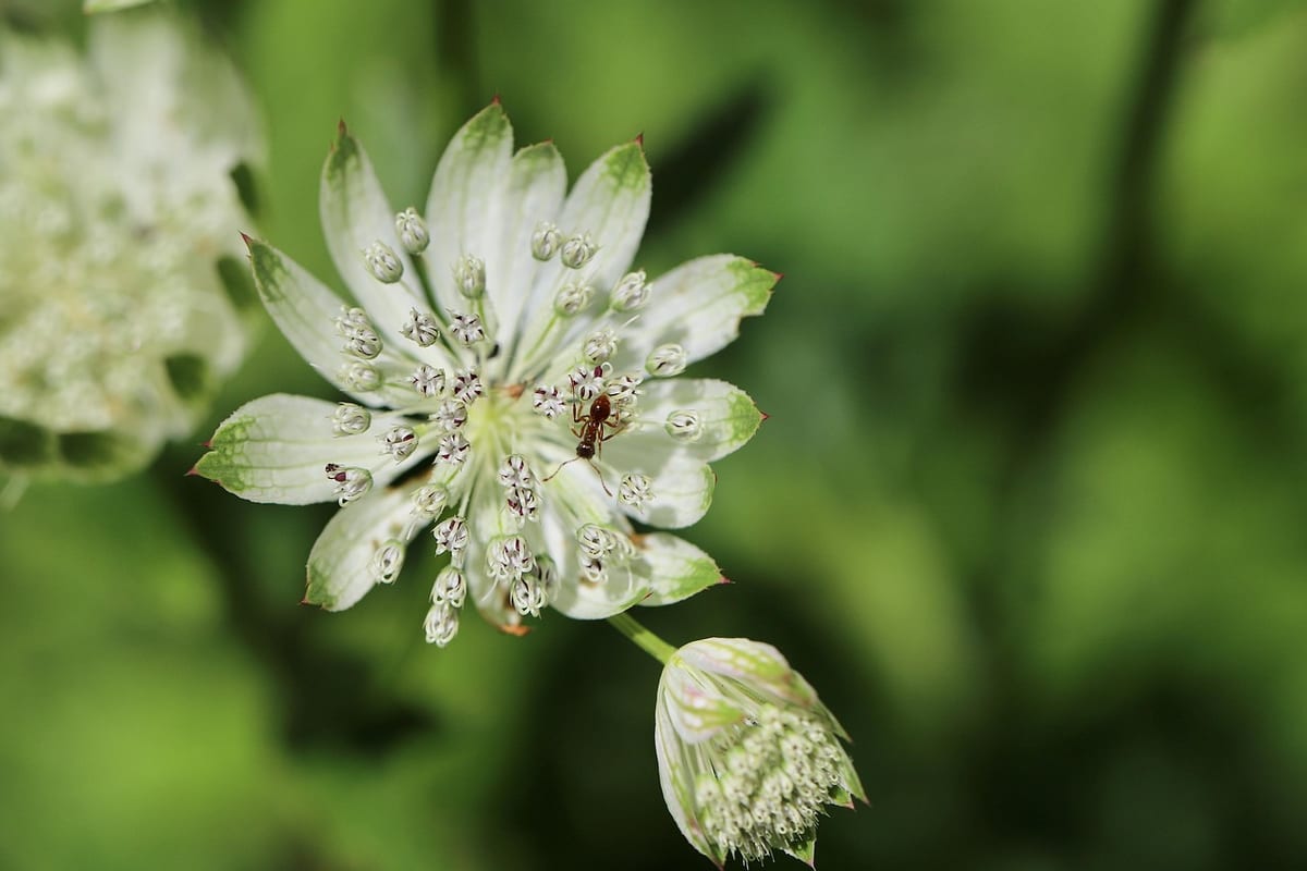 large star umbel, astrantia major, insect, flower background, ant, beautiful flowers, white flower, stamens, flower wallpaper, flower, nature, blossom, bloom, close up, astantia major, petals