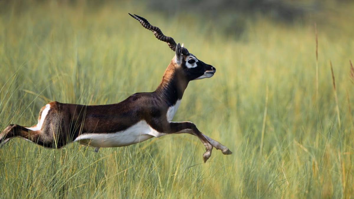A blackbuck antelope leaps through tall grass in a vibrant grassland setting, showcasing agility and beauty.