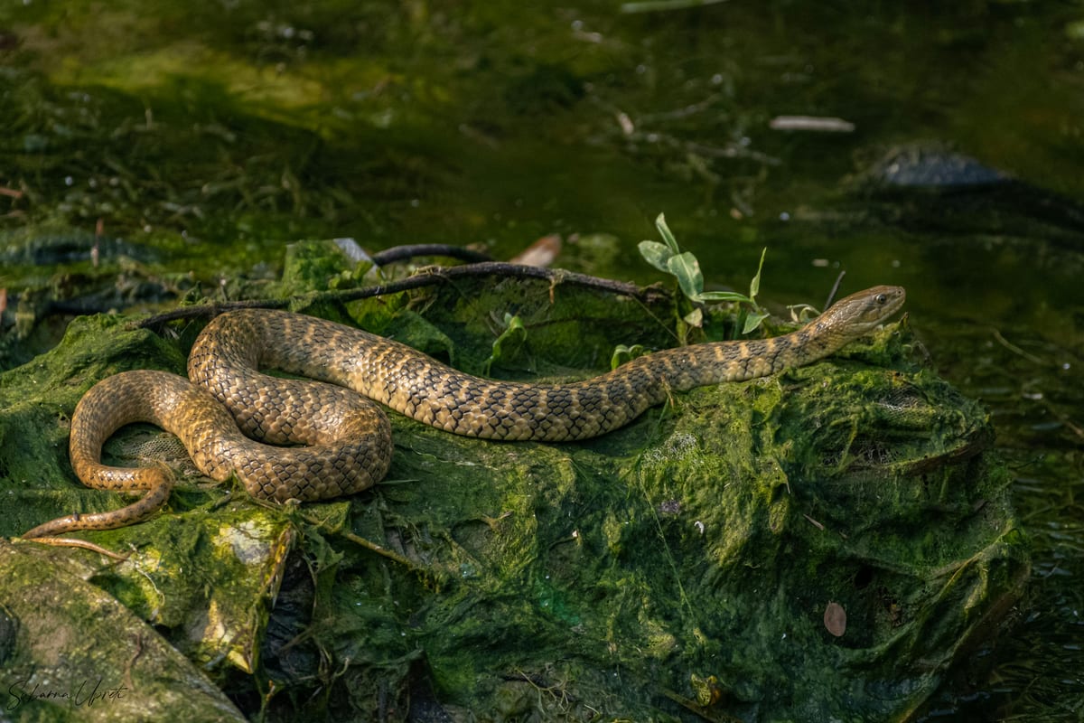 A banded snake lies on a moss-covered rock in a natural forest setting.