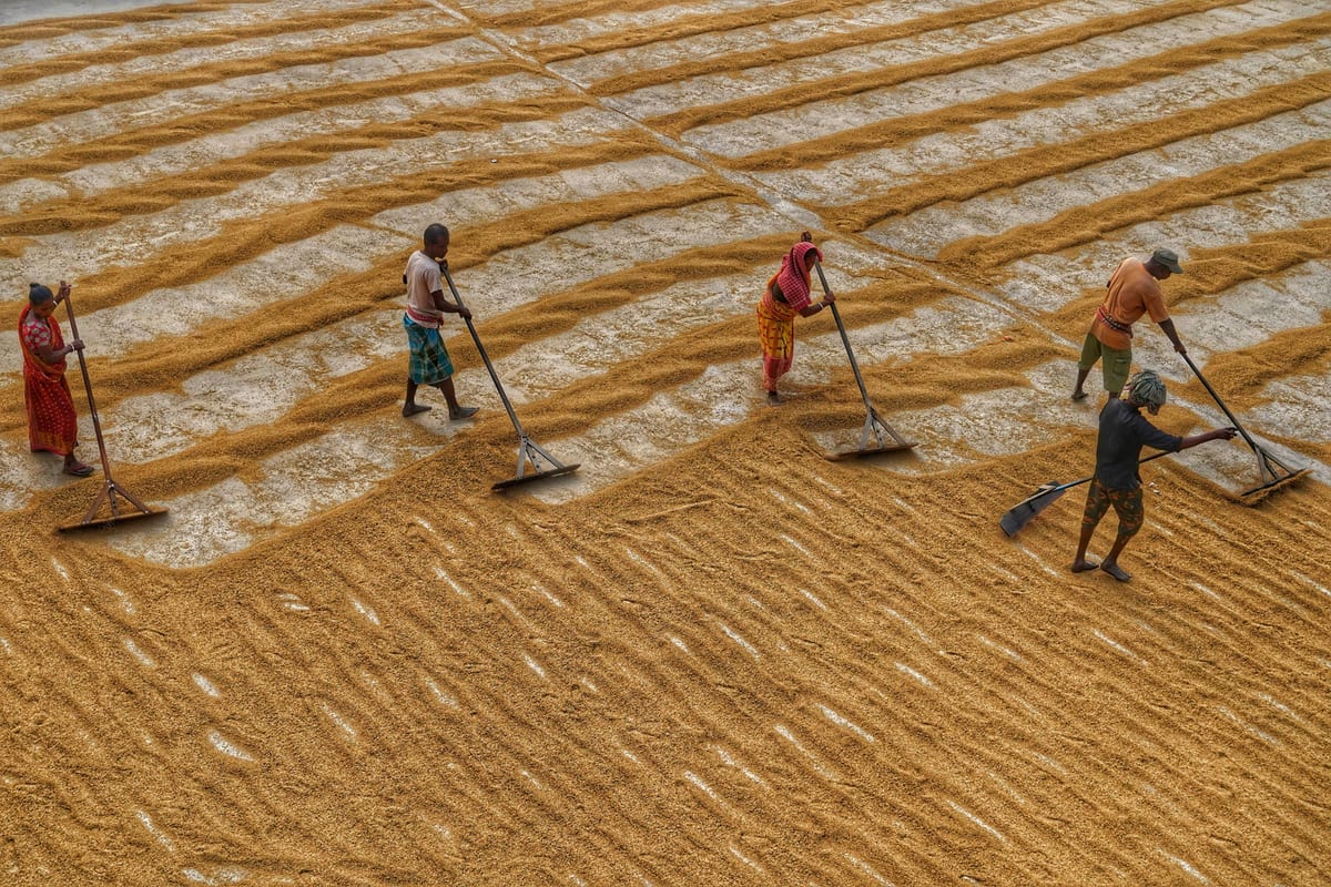South Asian farmers arranging harvested grain in Habra, India.